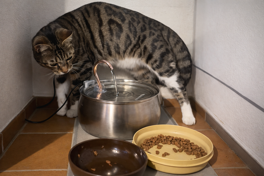 Hvilken kattefontæne er bedst til katte med stort væskebehov?